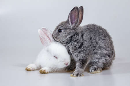 young and small rabbit on isolated white background, Netherland Dwarf rabbit.の写真素材