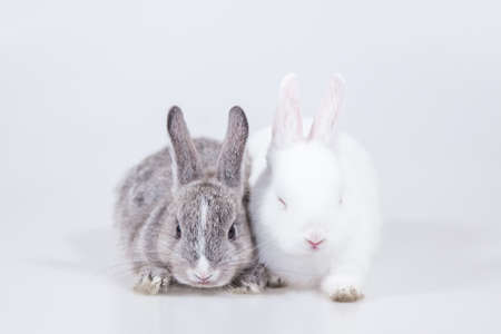 young and small rabbit on isolated white background, Netherland Dwarf rabbit.の写真素材