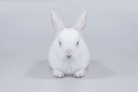 young and small rabbit on isolated white background, Netherland Dwarf rabbit.の写真素材