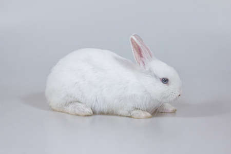 young and small rabbit on isolated white background, Netherland Dwarf rabbit.の写真素材