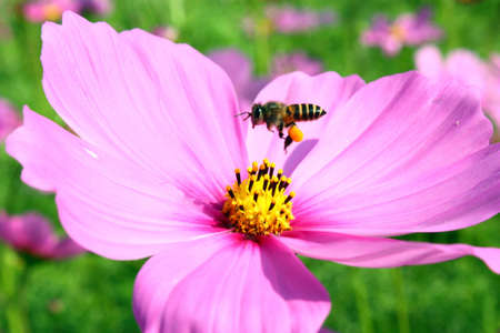 The violet flower on the garden and beeの写真素材