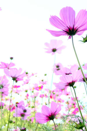 The violet flower on the gardenの写真素材