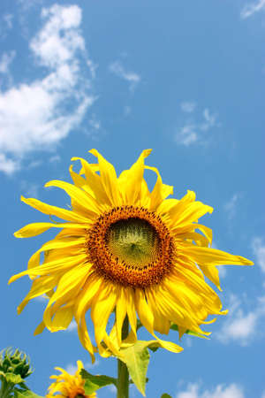 Sun flower on the blue sky, の写真素材