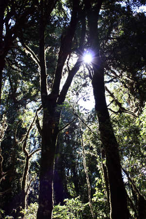 The forestの写真素材
