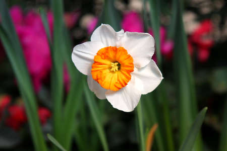 Beautiful flowerの写真素材