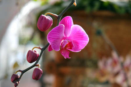 Orchidの写真素材
