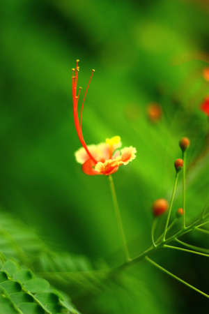 The flowersの写真素材