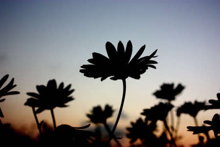 Beautiful flowerの写真素材