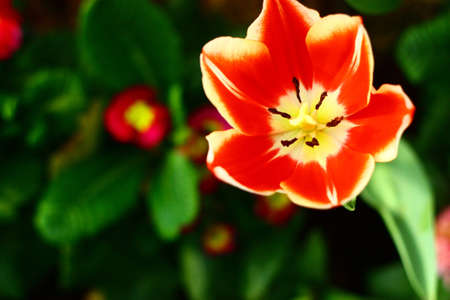 Colourful Tulip