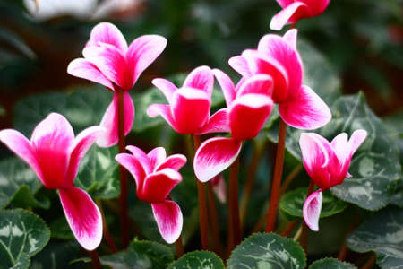 Beautiful flowerの写真素材