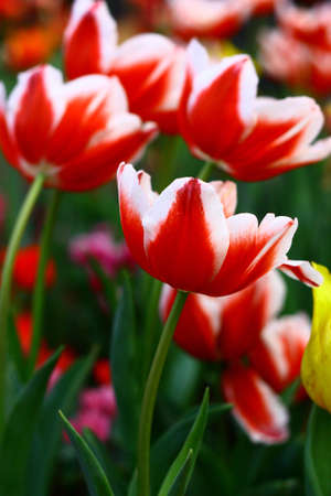Tulipの写真素材