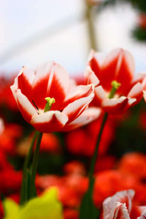 Tulip