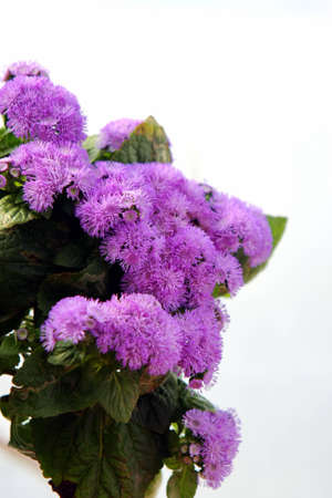 The beautiful flowerの写真素材