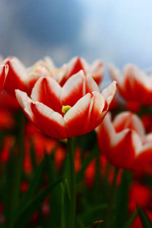 Colourful Tulip on the blue skyの写真素材