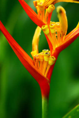 Beautiful flowerの写真素材