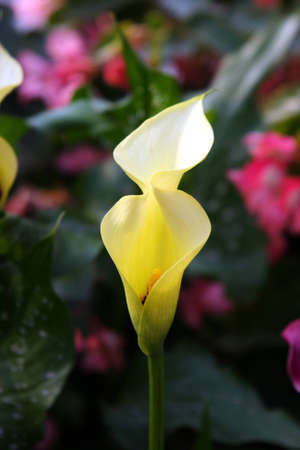 Beautiful flowerの写真素材