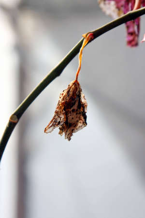 Dreary flowerの写真素材