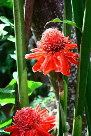Beautiful flower in the gardenの写真素材