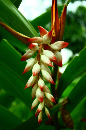 Beautiful flower in the gardenの写真素材