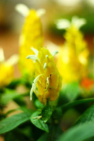 Beautiful flower in the gardenの写真素材