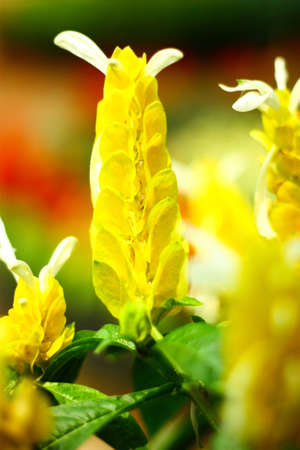Beautiful flower in the gardenの写真素材