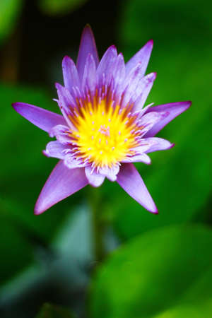Beautiful lotus in the gardenの写真素材