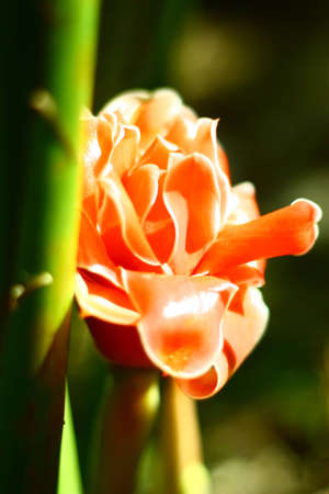 Beautiful flower in the gardenの写真素材