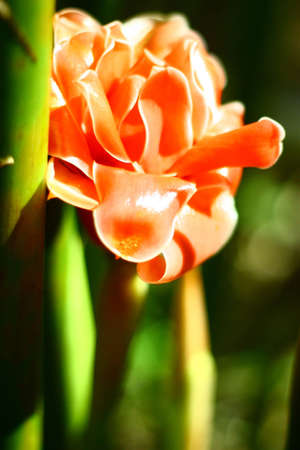 Beautiful flower in the gardenの写真素材