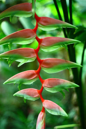 Beautiful flower in the gardenの写真素材