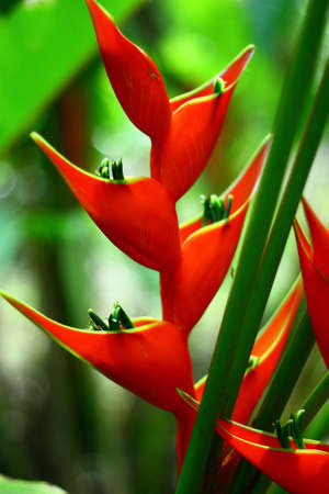 Beautiful flower in the gardenの写真素材