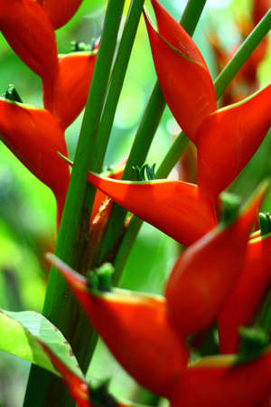 Beautiful flower in the gardenの写真素材