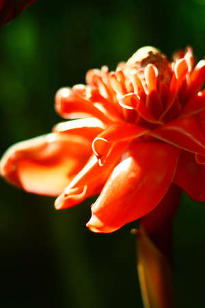 Beautiful flower in the gardenの写真素材