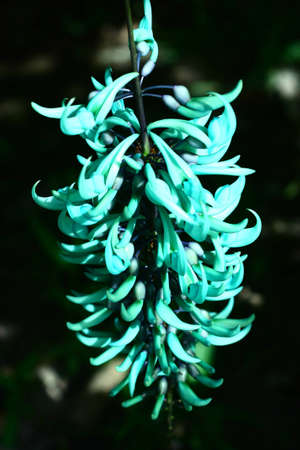 Beautiful flower in the gardenの写真素材
