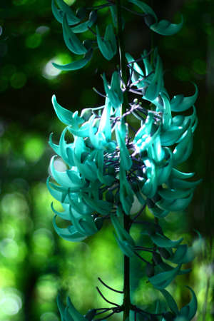 Beautiful flower in the gardenの写真素材