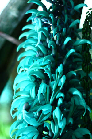 Beautiful flower in the gardenの写真素材