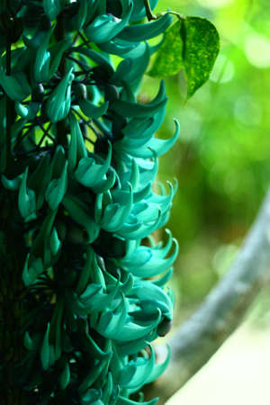 Beautiful flower in the gardenの写真素材