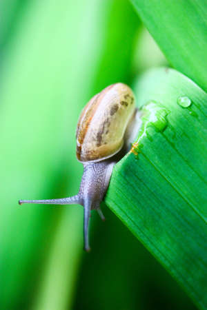 The snail on the green leafの写真素材