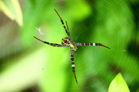 The colourful spider on cobwebの写真素材