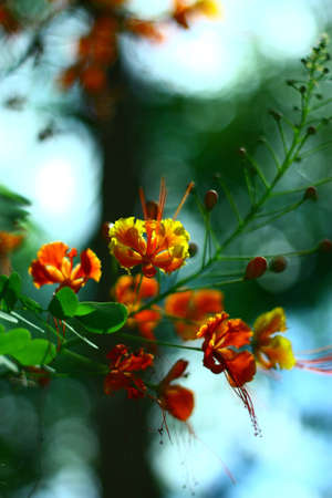 Beautiful flower in the gardenの写真素材
