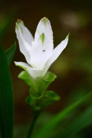 Beautiful flower in the gardenの写真素材