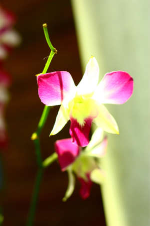 Beautiful Orchidの写真素材