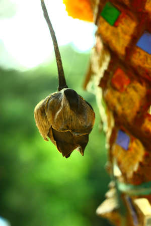 The art of dreary lotusの写真素材