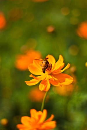 Beautiful flower and bee in the gardenの写真素材