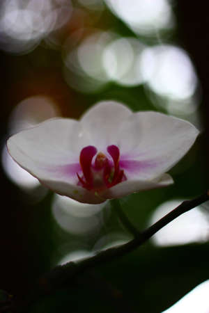 Beautiful Orchidの写真素材