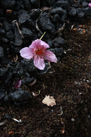 Beautiful flower on the floorの写真素材