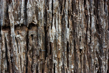 Wood designの写真素材