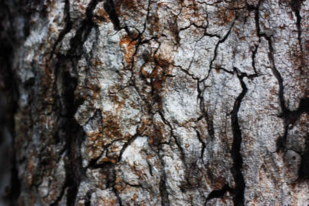 Wood designの写真素材