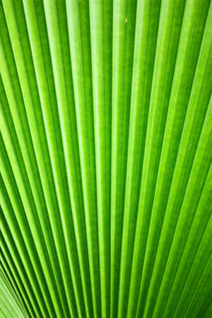 Beautiful design on the green leafの写真素材
