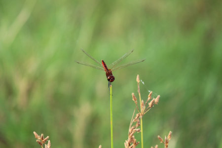 dragonflyの写真素材