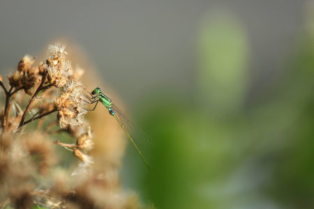 Dragonfly